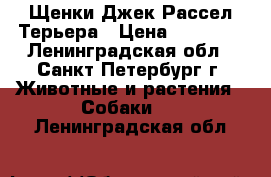 Щенки Джек Рассел Терьера › Цена ­ 25 000 - Ленинградская обл., Санкт-Петербург г. Животные и растения » Собаки   . Ленинградская обл.